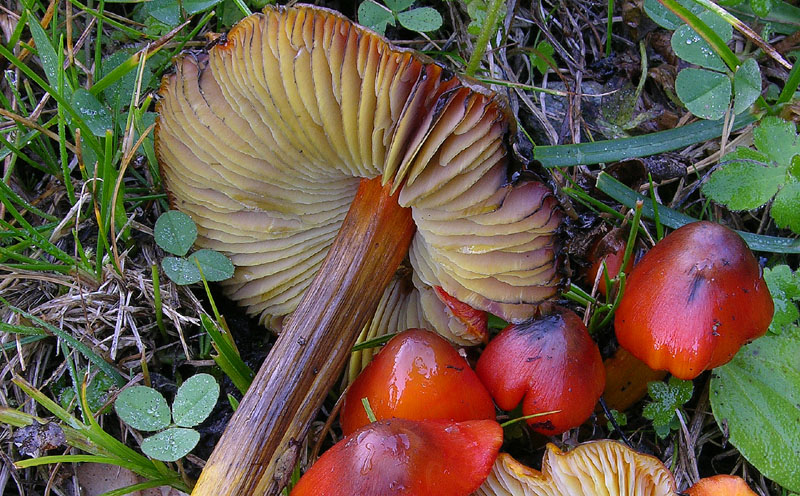 Hygrocybe conica (Schaeff.:Fr.) P.Kumm.